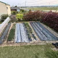 最近は・・・４月と書いて初夏と読む感じですな  ι(´Д｀υ)ｱﾁｰ