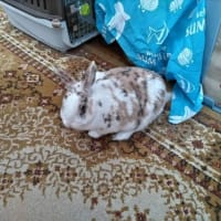 ウサギと共に