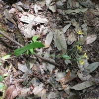 エゴノキの花②