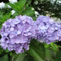 ～あじさいの花が見頃です～