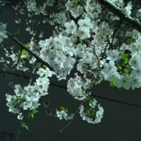 　夜桜お七　（坂本冬美）