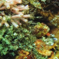石橋最新生物事情2025/06/23[w/pics]