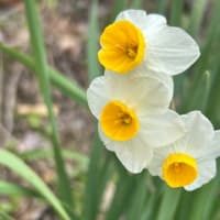 ようやく花が咲き始めました