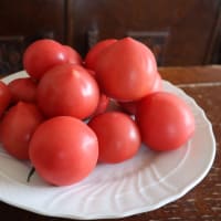 またまた美味しいトマトが食べたい！。印西市、とまとのソメヤ にトマトを買いに行きました。