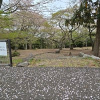 峰山桜１０