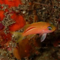 伊豆北川カジカキでボートダイビング