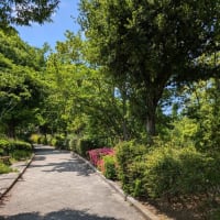 【気まぐれ写真館】 ５月末の「散歩道」で・・・