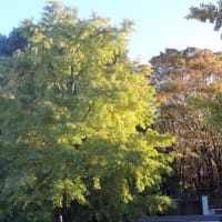 都立 光が丘公園 その３