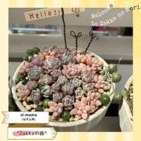 大きめリメ缶の贅沢寄せ植え　他 2025夏森 Zakkaの森作品紹介