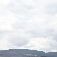 イソヒヨは厚かましい