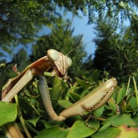 カマキリ撮りは楽しいな