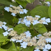 庭の花々