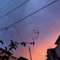夕闇のお花達