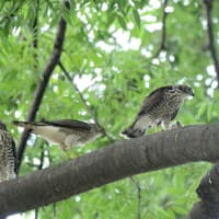 心に残る情景*「鳥景」見沼の小さな森・ツミの家族