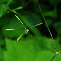 夏至が近づく　ヒメフウロが咲き出した