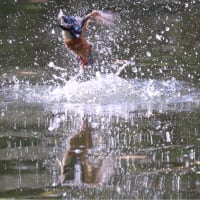 変更してko公園に