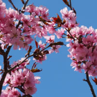 今頃だけど桜見頃です。