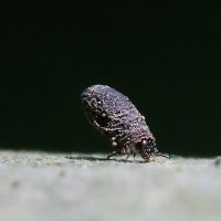 ツツハムシ亜科の幼虫
