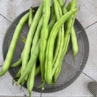 ６/１４（土）キュウリに花　&　ディル追加植え　&　茄子畝の延長　&　ビワが熟れてきた！他