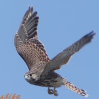 「チョウゲンボウ」