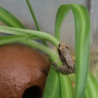 つれづれなるままに　　1510　　　カエル、キジバト、カブトムシの世話