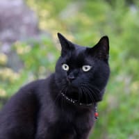黒猫の庭～ガーデニング日和～