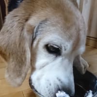 14歳になったジャッキー