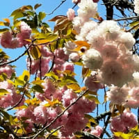 牡丹桜・早いキンランが咲き始めました