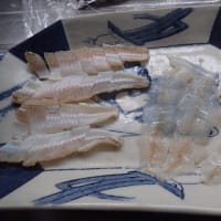 また海に出掛けちゃった