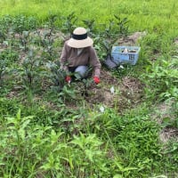 ラジオ放送のおしらせ