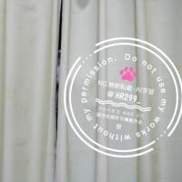 おわかりいただけただろうか？な猫