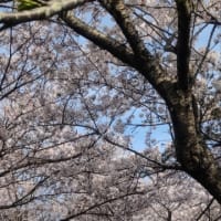 ４月１４日　楢葉町の桜