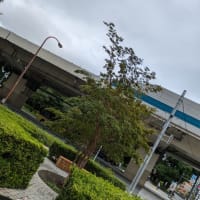 根っこ