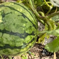 スイカの成長は順調ですが？