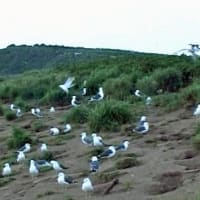 海鳥のサンクチュアリ　天売島と森林浴を楽しむメルヘンの焼尻島　２３回目　天売島