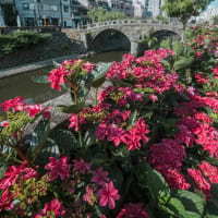 アジサイの花咲く、長崎眼鏡橋　2025/6/1