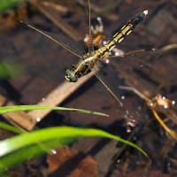 コサナエ、シオヤトンボ、コミスジ