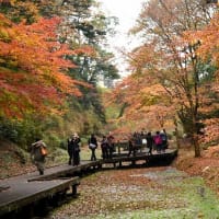 『濃溝の滝』　今大人気の紅葉スポット