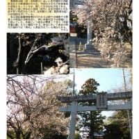 花巡り「梅－346」　久喜若宮大明神