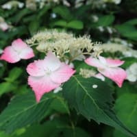 身近なアジサイ寺を訪ねて