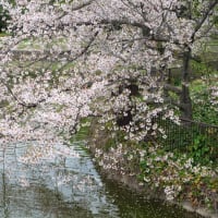 2025年のサクラも最終章に入ったようです