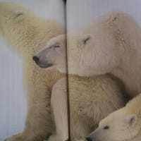 アラスカのオオカミ