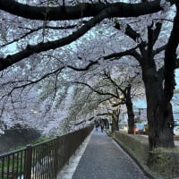 三沢川の満開の桜を！🌸(*´∇｀*)
