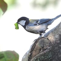 シジュウカラの２番子　　②