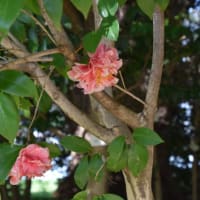 小石川植物園　椿園の光源氏つばき　　　　29