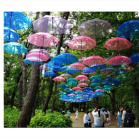 紫陽花の森に咲いた夏風景