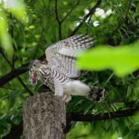 心に残る情景*「鳥景」見沼の小さな森、ツミの家族