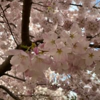 米国「2024年版・桜公園での皆既日食」事情