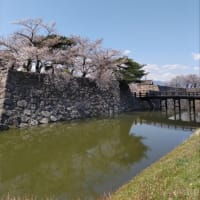 長野市松代城跡の桜🌸。