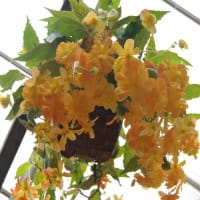 118/花（ベコニア）